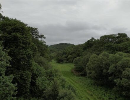 Rainforest Regeneration in Scotland, University of Cambridge
